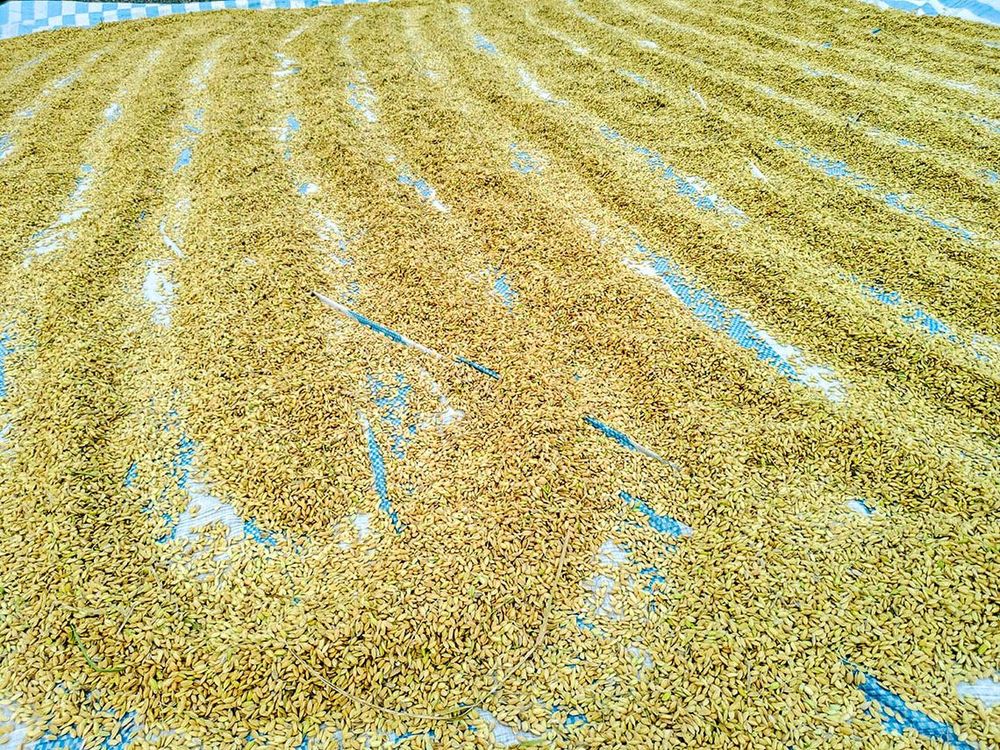 用雙腳將稻穀推開日曬照片拍攝者：蕭學苑
