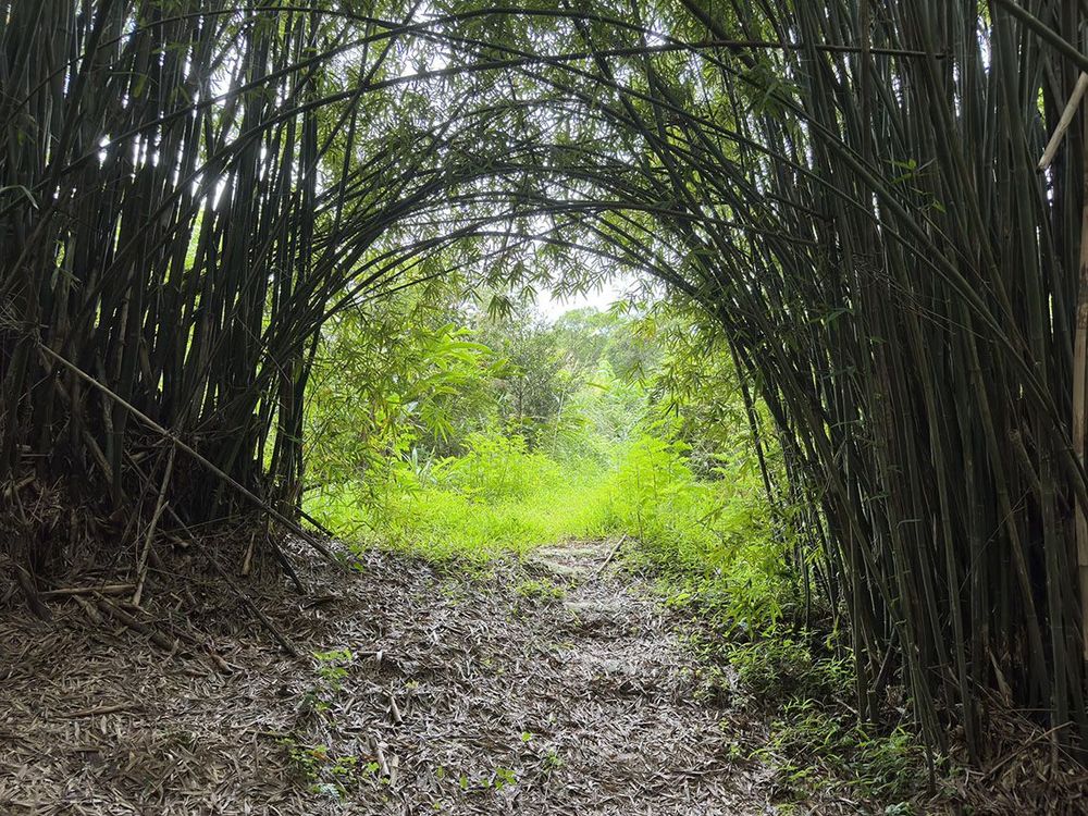 八芝蘭竹拱門秘境照片拍攝者：蕭學苑
