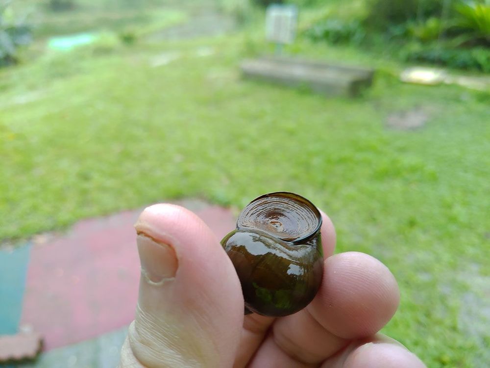 復育中的田螺照片拍攝者：蕭學苑