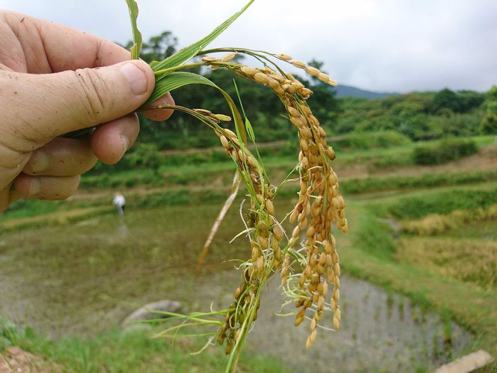 收割後撿田螺示意圖照片拍攝者：蕭學苑