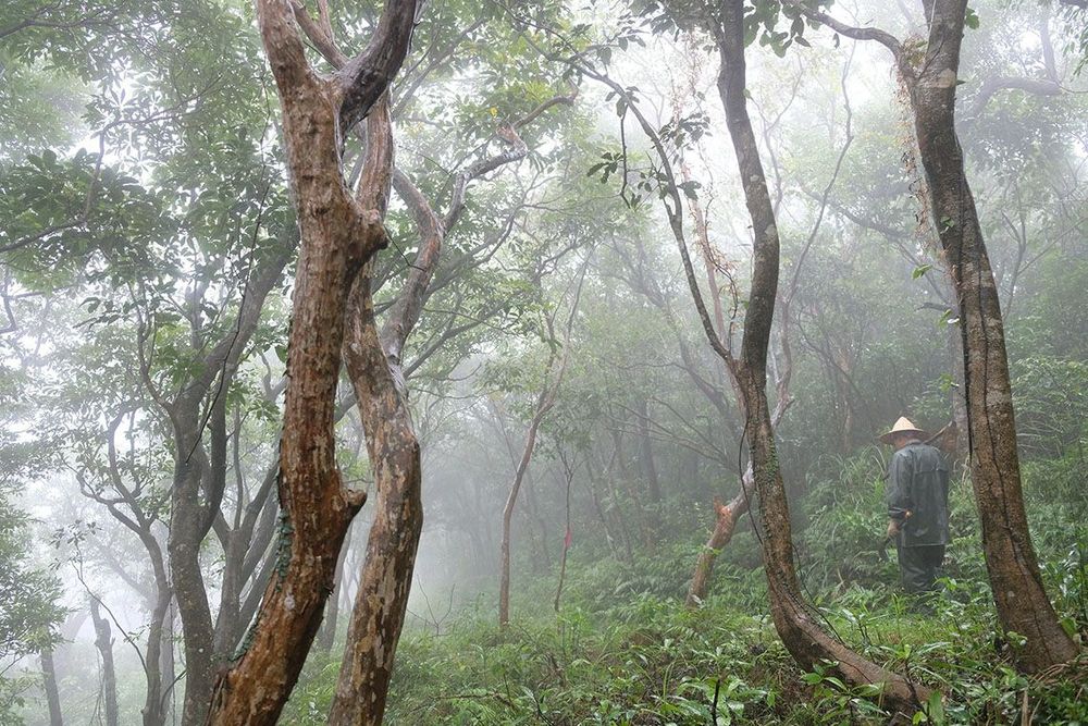 雲霧中迷人的古道照片提供者：蕭學苑
