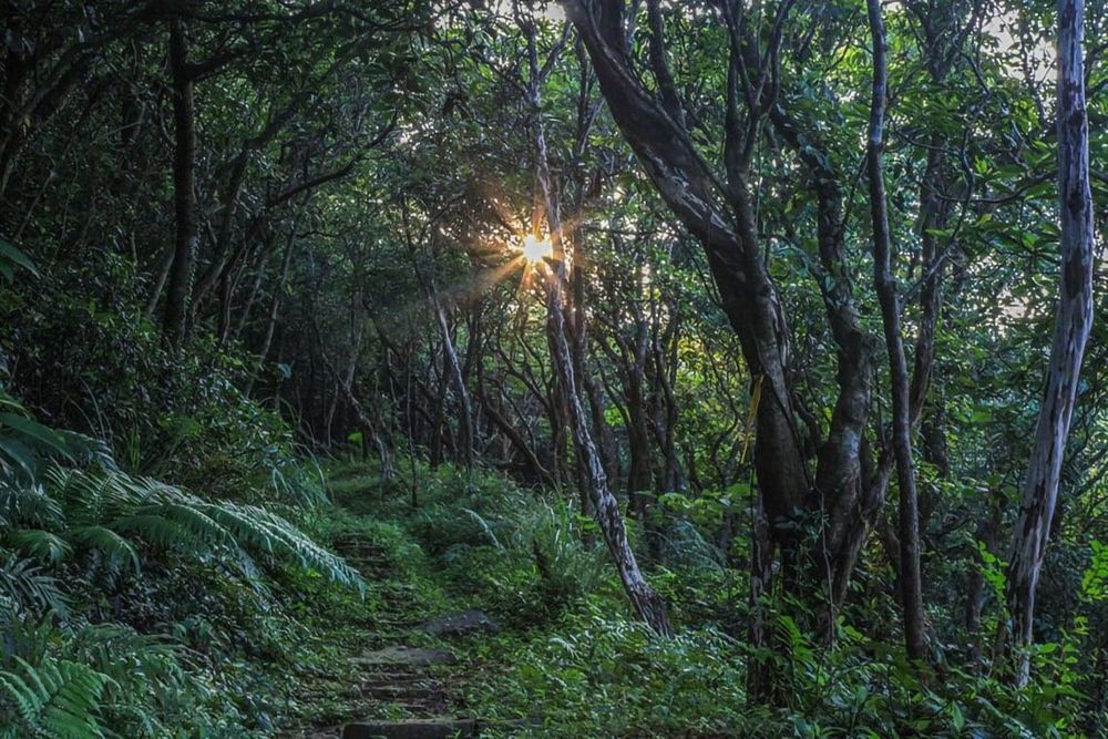 古道上的夕陽穿過林間照片拍攝者：蕭學苑
