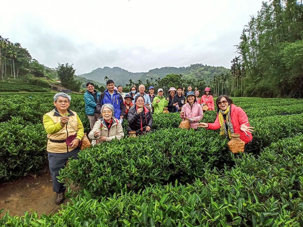 帶領民眾進行採茶的體驗 照片提供者：朱肇維