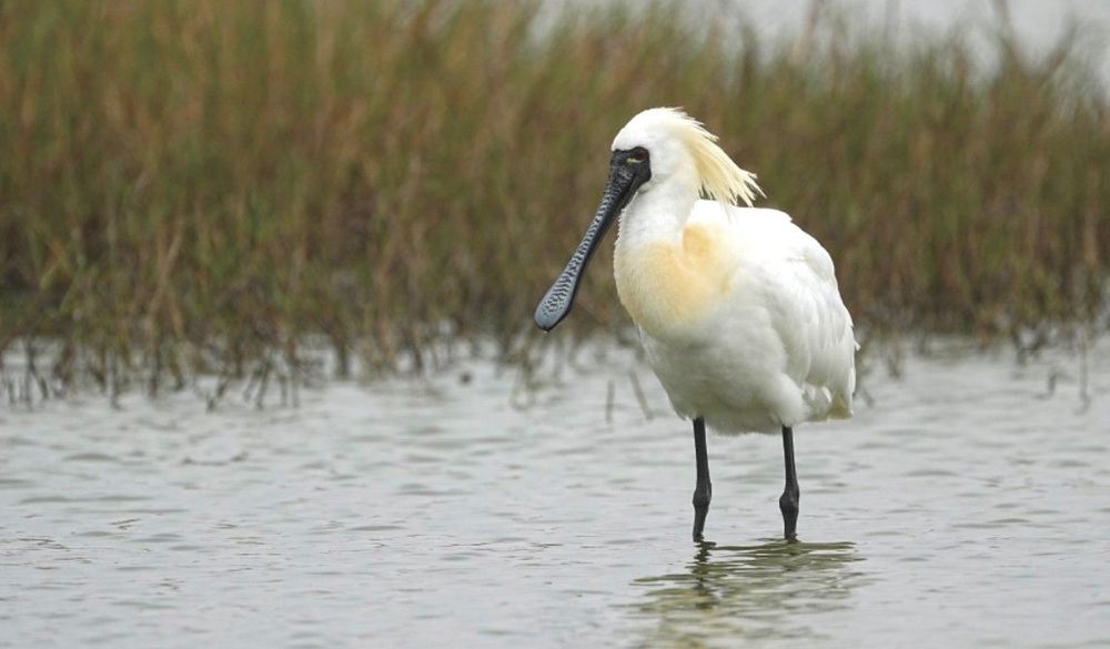 社子島的黑面琵鷺（Platalea minor）。近年北部也會有零星數量的黑面琵鷺，春季北返時刻常落腳在淡水河口，胸前的黃與頭後的裝飾羽，都預告了繁殖季即將到來。／資料來源：王力平拍攝。《島都之河》河流生態篇。