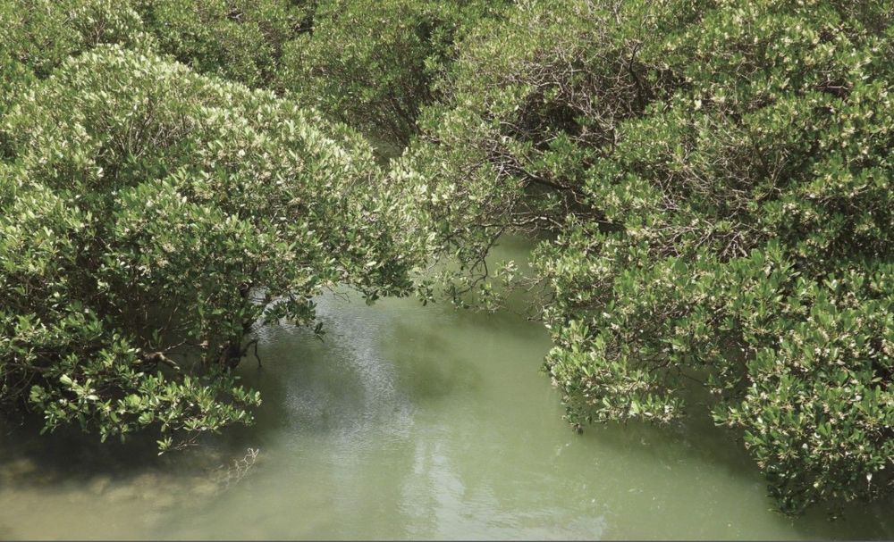 社子島島頭公園的水筆仔（Kandelia obovata）。水筆仔等紅樹林過去被認為能保護海岸，因此刻意種植或保護，但目前認為適度疏伐紅樹林才能維持生物多樣性。關渡自然公園在解編回歸《溼地保育法》後，於2024年開始伐除。／資料來源：王力平拍攝。《島都之河》河流生態篇。
