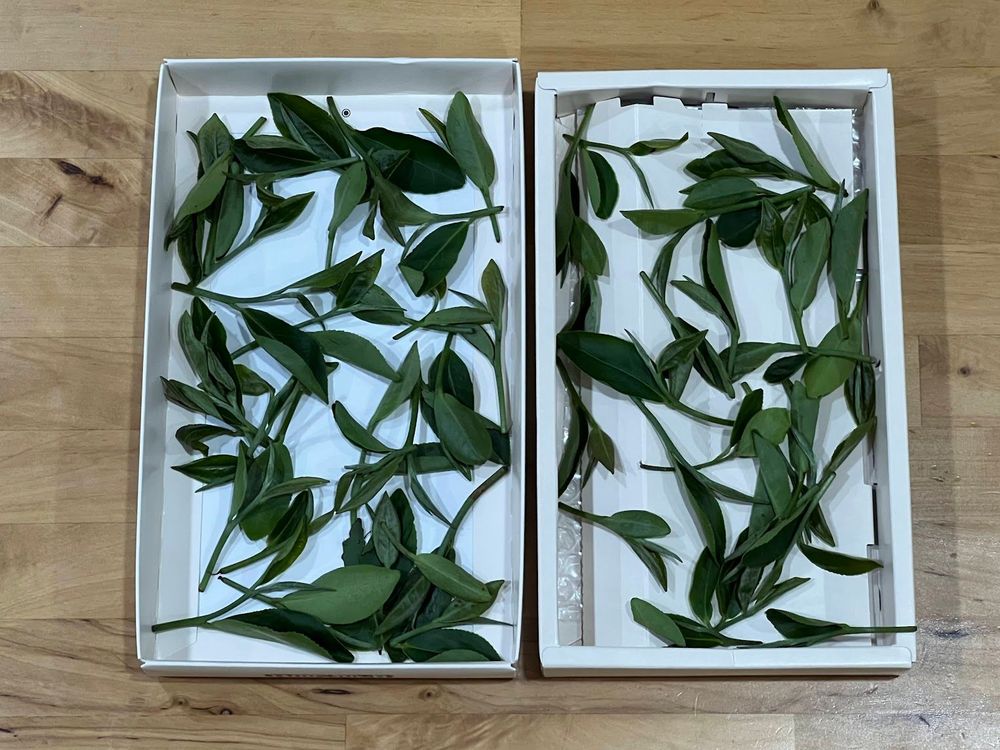 青心柑仔小葉種(天芳茶園)（照片拍攝者：蕭秀梅／拍照日期：2024/8/12）