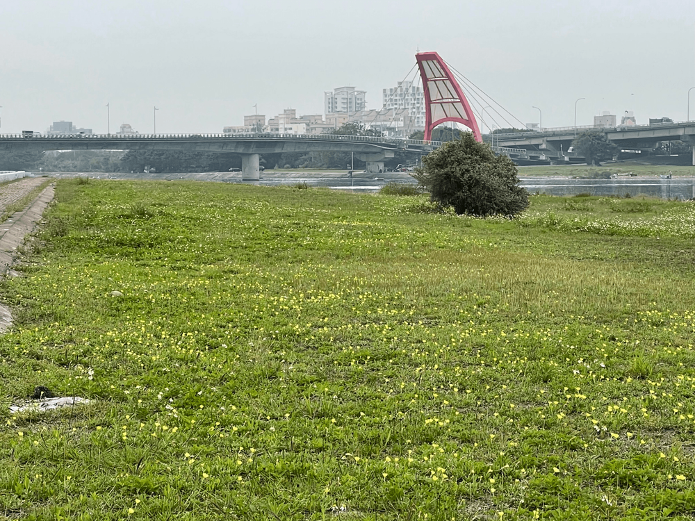 04 頭前溪畔成片月見花開/提供者: 島港豐巢\n 04. A field of evening primroses blooms along the banks of Touqian Creek./Provided by Dao Gang Feng Chao