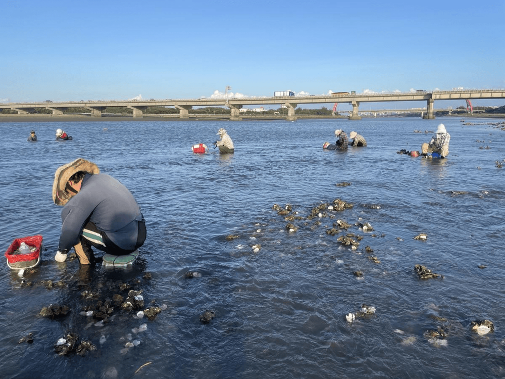 08 頭前溪石蚵\n 08 Stone oyster in Touqian Creek