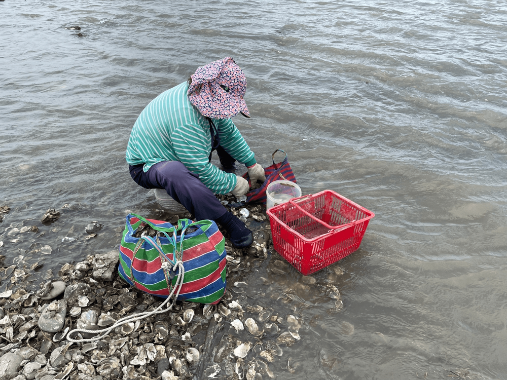 08 採石蚵婦人/提供者: 島港豐巢\n 08 Oyster Quarry Woman/Provided by Dao Gang Feng Chao