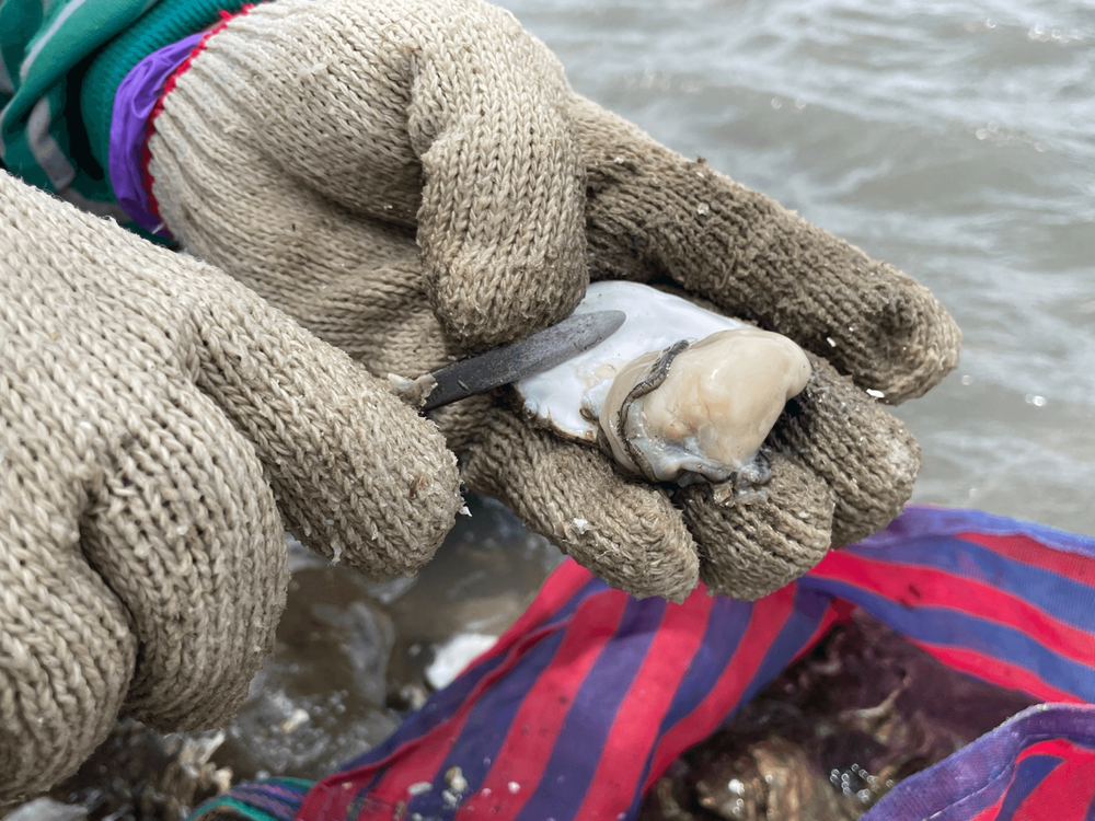 08 野生石蚵/提供者: 島港豐巢\n 08 Wild Stone Oyster/Provided by Dao Gang Feng Chao