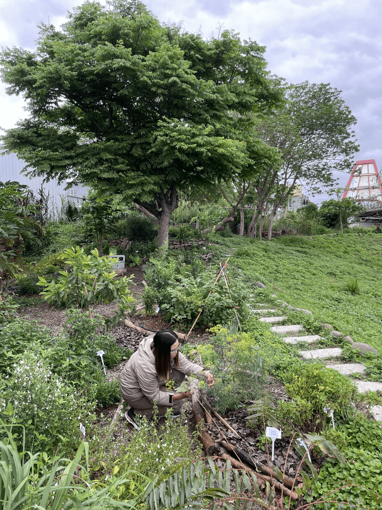 09 舊港島食物森林\n 09 The Food Forest of Jiu-Gang island