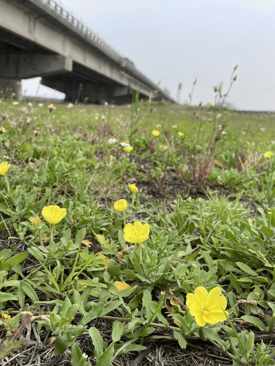 04 月見草
 04 Evening primrose