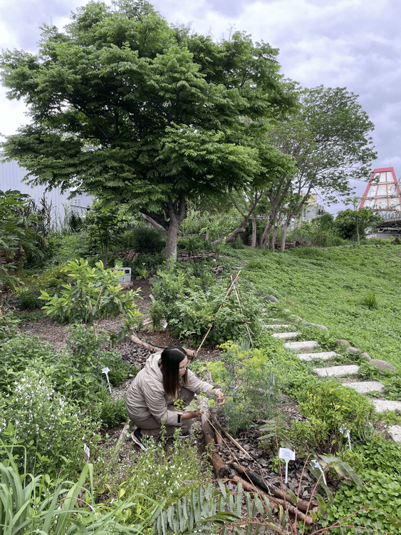 09 舊港島食物森林
 09 The Food Forest of Jiu-Gang island