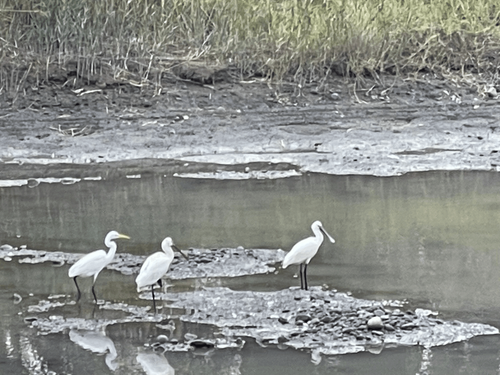 05 白琵鷺
 05 White Spoonbill