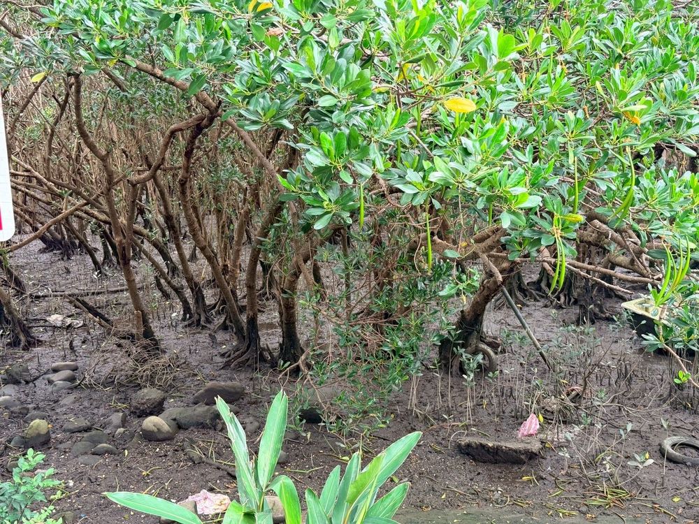 紅樹林水筆仔胎生苗（照片提供者：新北市政府）