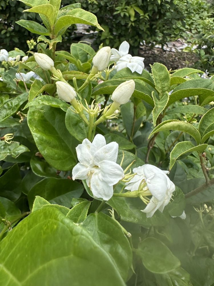 茉莉花（照片提供者：周玉麟 / 拍攝日期：2026.05.30）