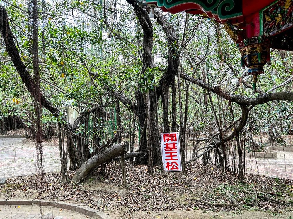 十二佃開基王松 照片提供者：毛毓翔 / 拍攝日期：2022/04/18