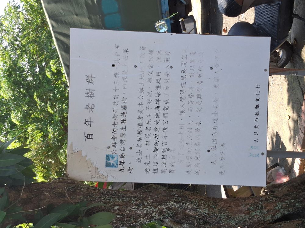 大公廨旁有百年老樹群(照片提供者：街密小組 / 拍攝日期：2025/11/6)